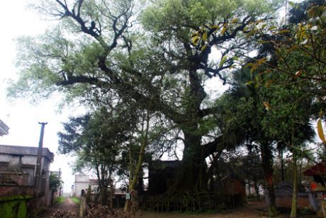 Huyền bí đại thụ 600 tuổi: Chuyện lạ về “cụ” cây quý hiếm