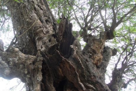 'Kỳ bí' 2 cây cổ thụ tương truyền gần 800 năm tuổi
